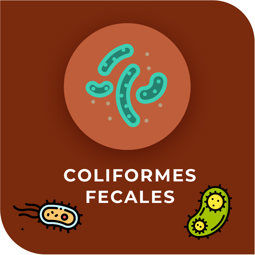 Bacterias coliformes fecales o termotolerantes